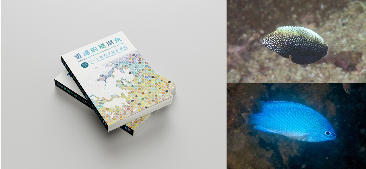香港珊瑚魚大檢閱： 全新圖鑑輯錄422種珊瑚魚   為港增添九個新紀錄魚種